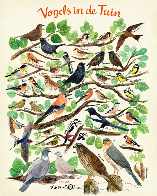 A2 Art Print - Vogels in de tuin - informatieve poster