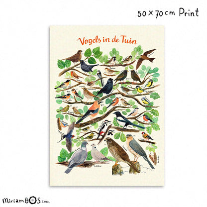 50x70cm  Art Print - Vogels in de tuin - informatieve poster